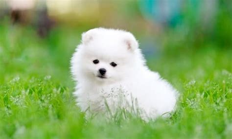Listado De 14 Raza De Perros Pequeños Blancos Abeamer