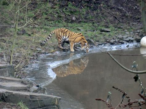 Zoo Freigang Der Sibirischen Tiger Nach Der Eispause