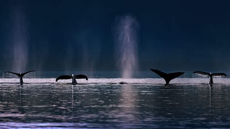 Whale Sounds Bing Wallpaper Download