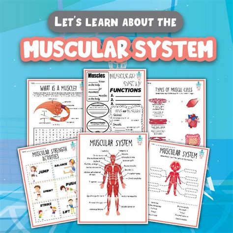 Muscular System Activity Printables Etsy