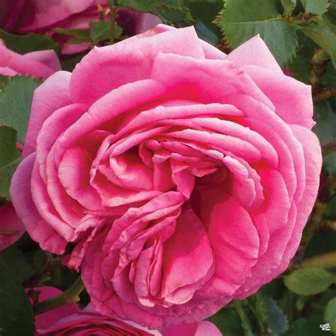Pretty In Pink Eden Climbing Rose — Green Acres Nursery And Supply