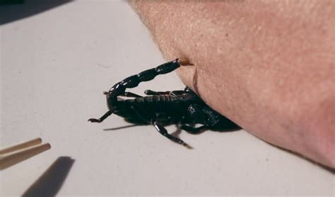 Scorpion Bite Related Keywords Scorpion Bite Long Tail Keywords