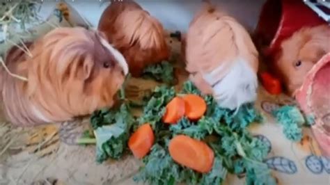 Happiest Guinea Pigs Popcorning Mode On Graciespiggies Youtube