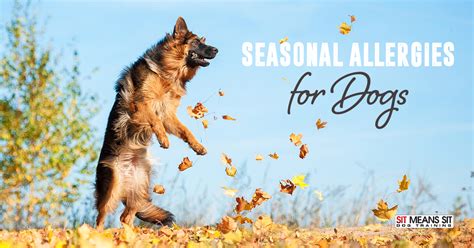 Seasonal Allergies For Dogs Sit Means Sit Knoxville
