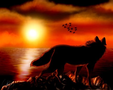 Wolf At Sunset Free Best Hd Wallpapers