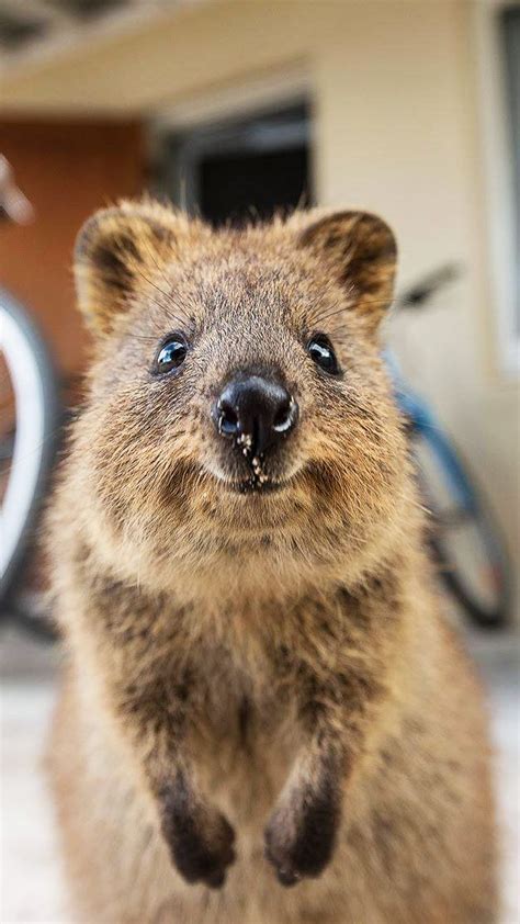 ᶫᵒᵛᵉღ The Adorable Quokka Is A Marsupial Found In