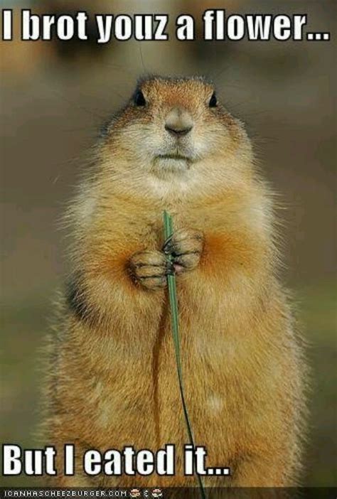 10 Best Gophers Images On Pinterest Small Animals Squirrel And