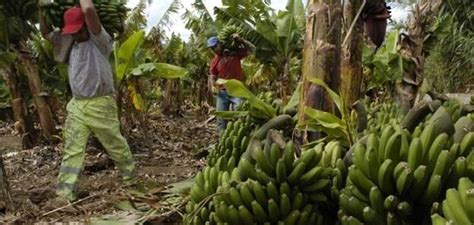 Las Ayudas Al Plátano Alcanzarán Los 141 Millones De Euros En 2021