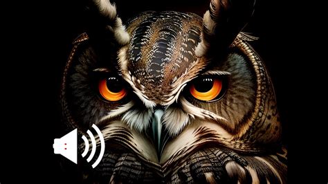 Owl Sound Effects Youtube