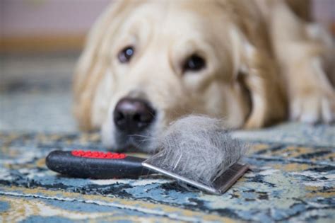 Dog Shedding Why And How To Reduce It