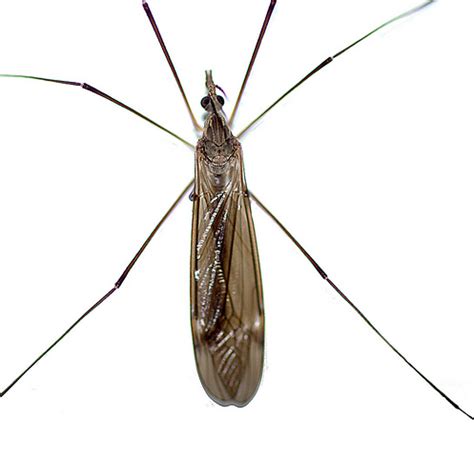 Long Legged Insect Bugguidenet