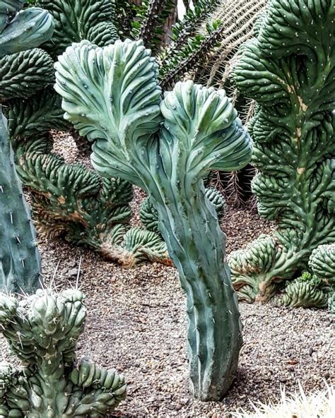 9 Rare Cacti Thats Hard To Find Rare Cacti