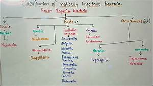 Classification Of Medically Important Bacteria Based On Gram Stain