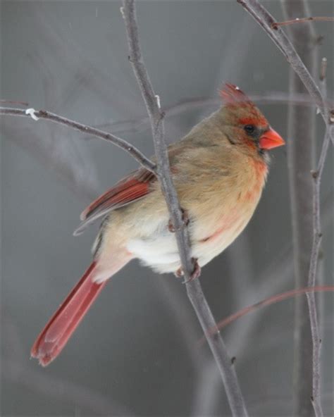 I Have Seen Female Cardinals In The Southern Us But Never Here In Nova