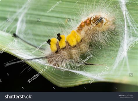 Closeup Tussock Moth Larvae Caterpillar Stock Photo 1742950502