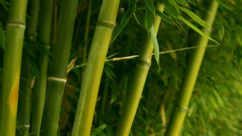 Bamboo Wallpapers Images Inside