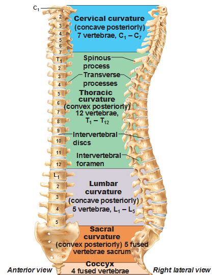 Normal Curvature Of Spine And Regions