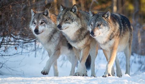 Watch Idaho Wolf Pack Filmed Running Along Snowy Highway Outdoorhub
