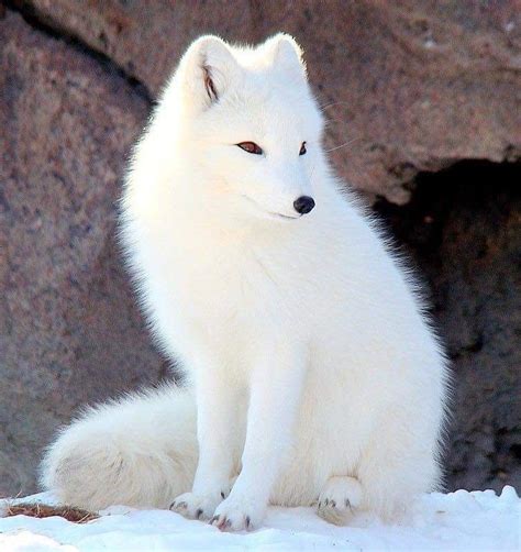 Pin By A Van Houte On Vos Albino Animals Cute Animals Pet Fox