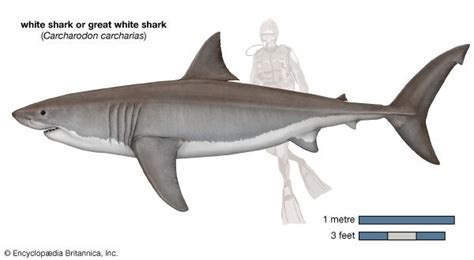 White Shark Size Diet Habitat And Facts