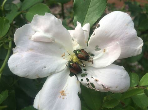 How To Deal With Japanese Beetles By Vijai Pandian July 22 2019