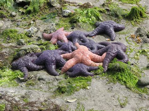 A Cluster Of Ochre Sea Stars Pisaster Ochraceus Taken At Ganges