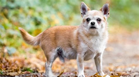 Chihuahua Mixed Breeds 20 Different Types Of Chi Pups