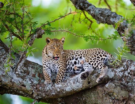 Leopard On The Tree National Park Kenya Tanzania Maasai Mara
