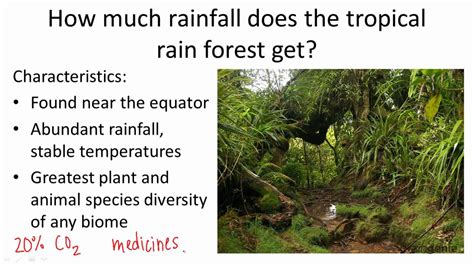 1818 How Much Rainfall Does The Tropical Rainforest Get Youtube