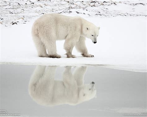 A Polar Bear National Geographic Wallpaper Preview