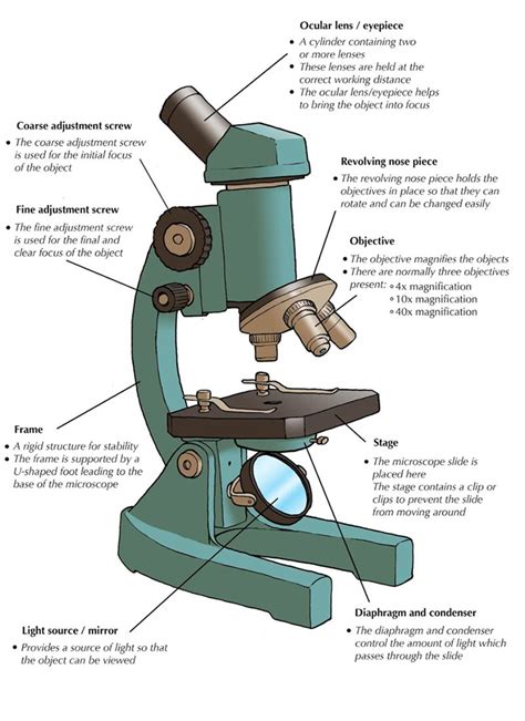 Parts Of A Microscope Microscope Parts And Functions Labkafe