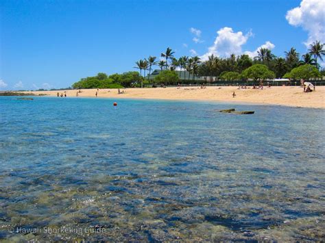 Kuilima Cove Snorkeling Secrets Your Guide To Oahu Snorkeling