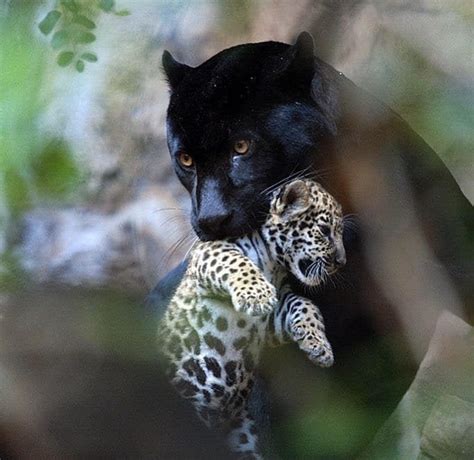 Black Panther Mum Carrying Cub Hardcoreaww