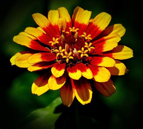 Yellow And Red Zinnia Flower Selective Focus Photography · Free Stock Photo