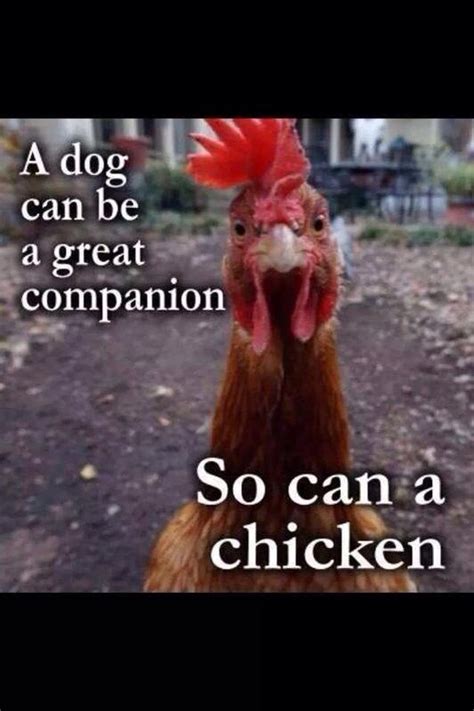 So True I Love My Chickens Chicken Quotes Chicken Humor Funny Chicken