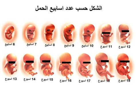 شكل الجنين من الاسبوع السادس حتى الاسبوع التاسع عشر حامل للمرة الأولى