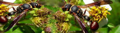 Do Wasps Have Any Benefits At All Ufifas Entomology And Nematology