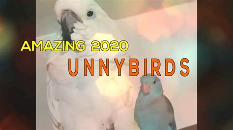 Funniest Cute Birds Doing Funny Work Youtube