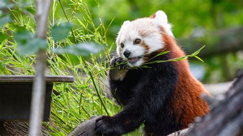 Download Wallpaper 1920x1080 Red Panda Panda Bamboo Funny Tree Full