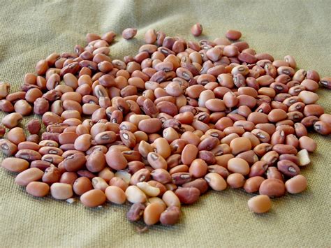 Iron And Clay Cowpea Seeds Southern Field Pea Cover Crop Etsy