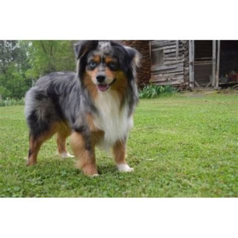 Caucasian shepherd great puppies for sale, from titled parents. Miniature Australian Shepherd (Aussie) breeders in Georgia ...