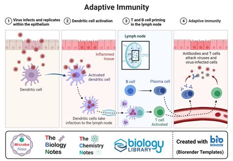 Dendritic Cells Definition Structure Immunity Types Functions