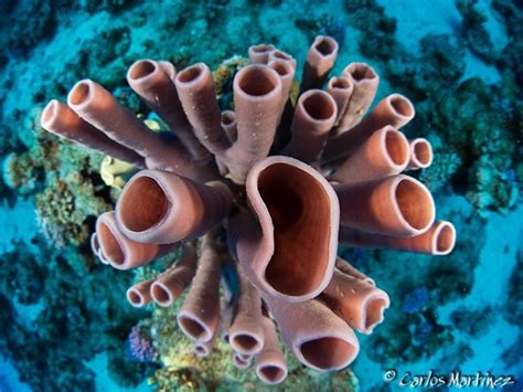 Tube Sponge Carlos Martinez Gonzalez Underwater Photographer