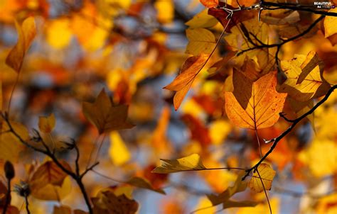 Autumn Leaf Blur Twigs Beautiful Views Wallpapers 2048x1309