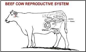 Cattle Estrous Cycle Livestock Cattle