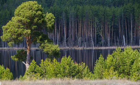 Big Green Pine Tree On The River Bank And Pine Forest Stock Photo