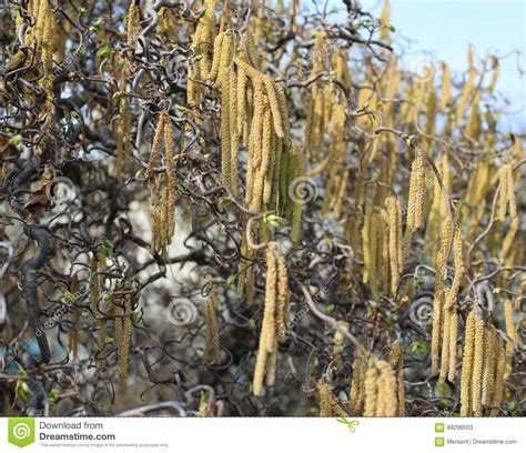 Filbert Tree Stock Image Image Of Corylus Spring Plants