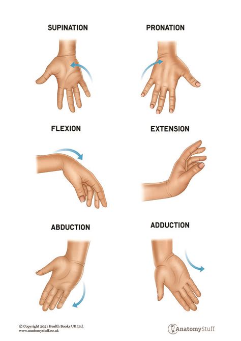 Hand Wrist Anatomy Motion Structures Anatomystuff Sexiz Pix