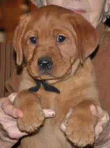 We are a small hobby breeder of english fox red and yellow labrador retrievers. 134 best images about Dyna, our Fox Red Labrador Retriever ...
