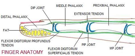 getting the finger - MD direct